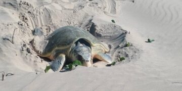 temporada de desove de tortugas Matamoros