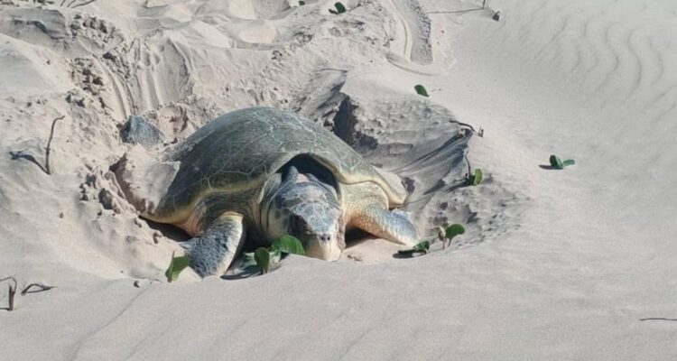 temporada de desove de tortugas Matamoros