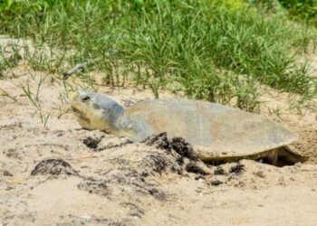 tortuga lora Tamaulipas
