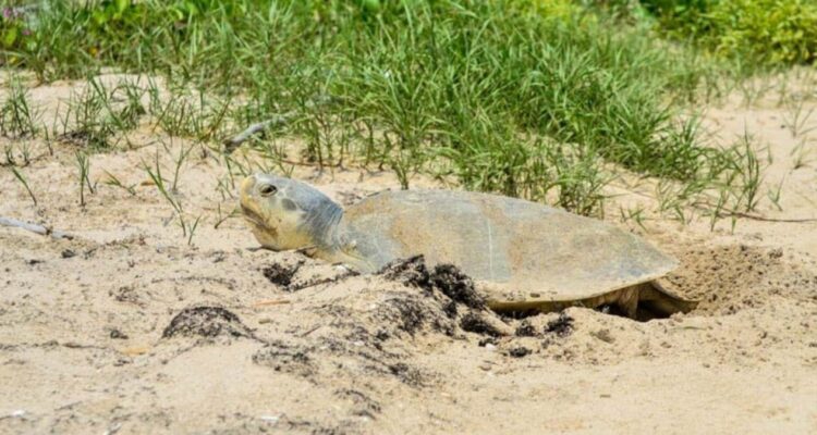 tortuga lora Tamaulipas