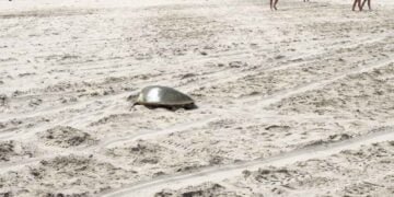 tortugas Lora en Altamira