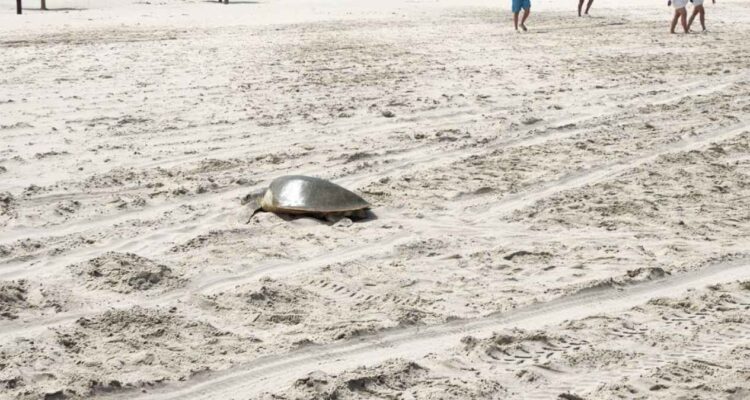 tortugas Lora en Altamira