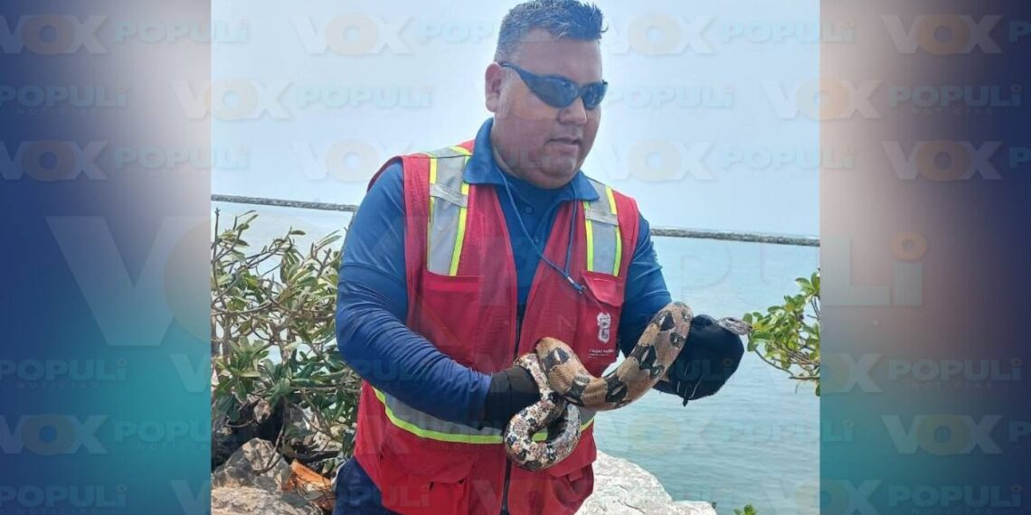 vibora de agua en playa Miramar