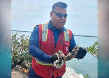 vibora de agua en playa Miramar