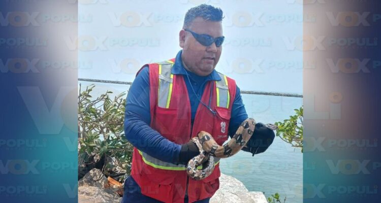 vibora de agua en playa Miramar