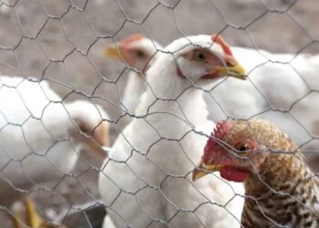 influenza aviar Nuevo León