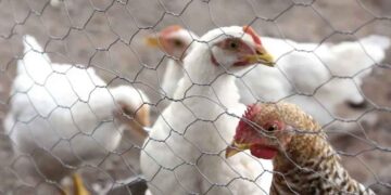influenza aviar Nuevo León