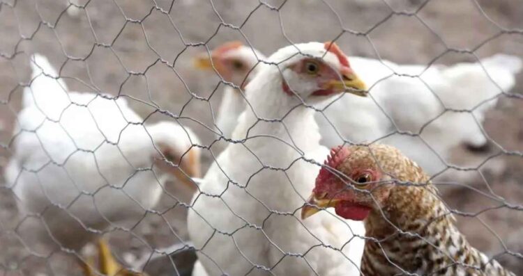 influenza aviar Nuevo León