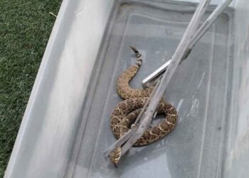 Altas temperaturas provocan aparición de víboras en Escobedo, Nuevo León