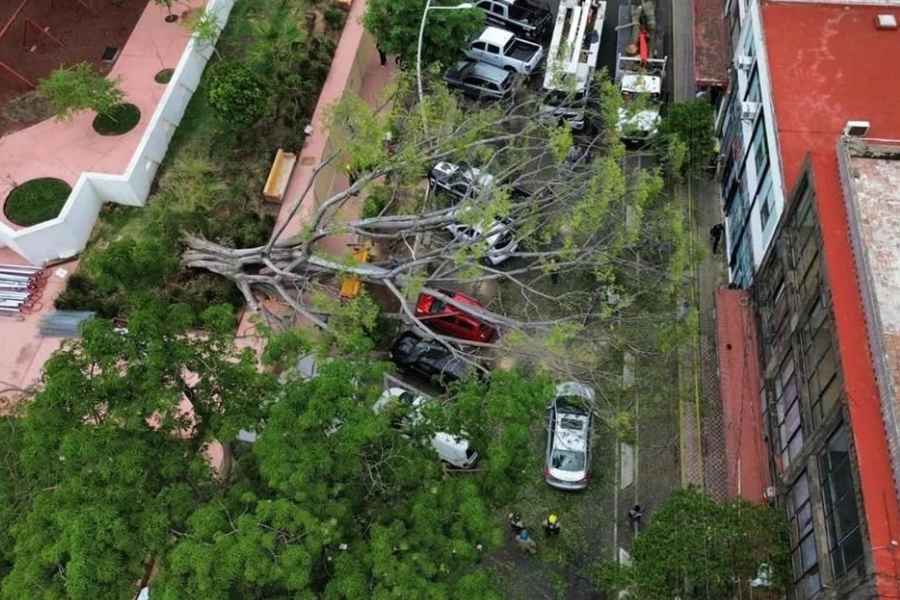 Árbol de aproximadamente 20 metros cae sobre 7 vehículos en el Parque Revolución de Guadalajara, Jalisco