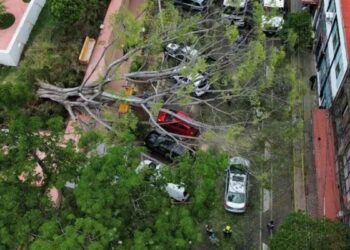 Árbol de aproximadamente 20 metros cae sobre 7 vehículos en el Parque Revolución de Guadalajara, Jalisco