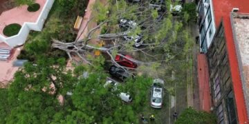 Árbol de aproximadamente 20 metros cae sobre 7 vehículos en el Parque Revolución de Guadalajara, Jalisco