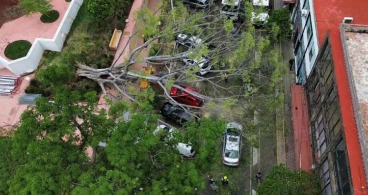 Árbol de aproximadamente 20 metros cae sobre 7 vehículos en el Parque Revolución de Guadalajara, Jalisco