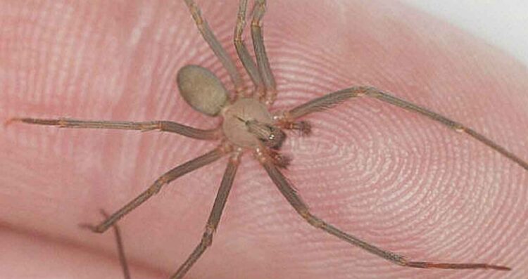 Confirman caso de mordedura por araña violinista en Nuevo Laredo, Tamaulipas