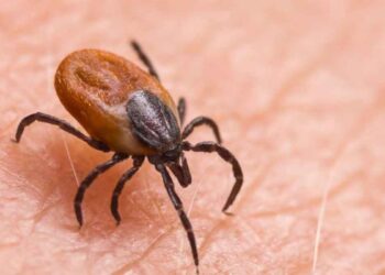 Confirman primer fallecimiento por rickettsia en Gómez Palacio en 2025