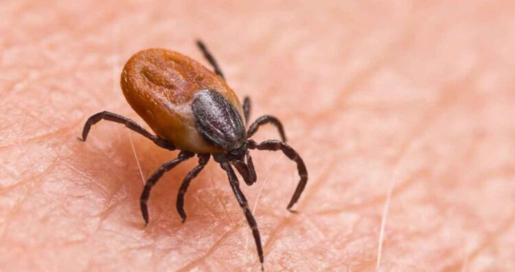 Confirman primer fallecimiento por rickettsia en Gómez Palacio en 2025