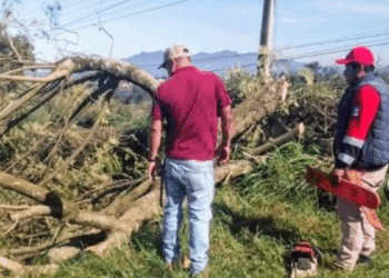Electrocutado en Poda: Muere Marcelo Cárcamo, Protección Civil