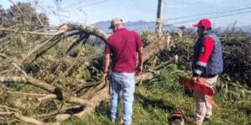 Electrocutado en Poda: Muere Marcelo Cárcamo, Protección Civil