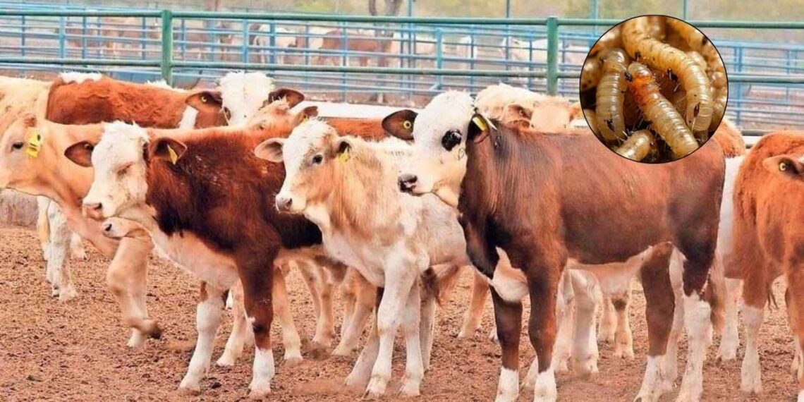 Estados Unidos gusano barrenador