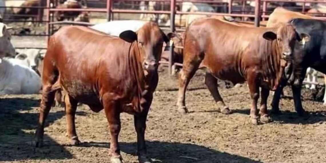 Ganaderos Gobierno cerrar frontera