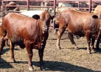 Ganaderos Gobierno cerrar frontera