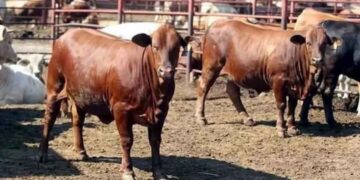 Ganaderos Gobierno cerrar frontera