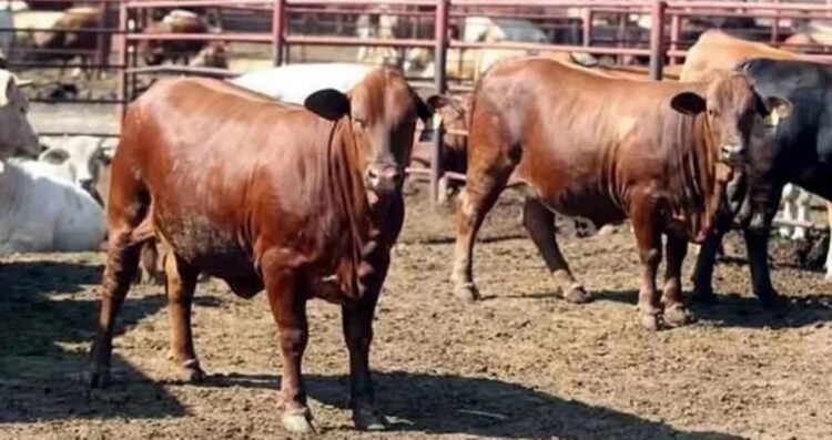 Ganaderos Gobierno cerrar frontera