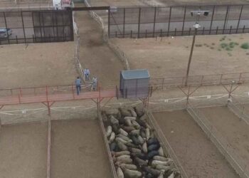 exportación de ganado oposición