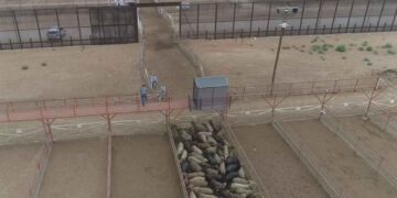 exportación de ganado oposición