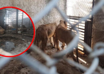 Rescatan a tres leonas y un león en una quinta de García, Nuevo León