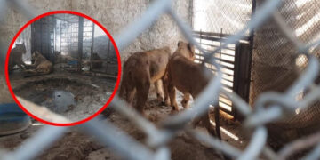 Rescatan a tres leonas y un león en una quinta de García, Nuevo León