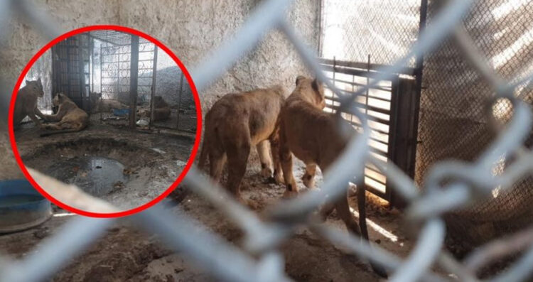 Rescatan a tres leonas y un león en una quinta de García, Nuevo León