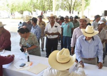 Semilla de calidad Tamaulipas 2025