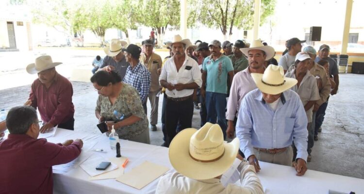 Semilla de calidad Tamaulipas 2025