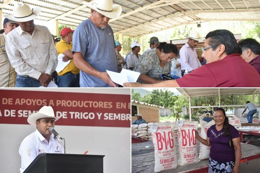 Semilla de calidad Tamaulipas 2025