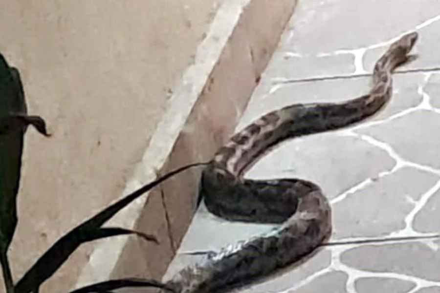 Serpiente de casi 2 metros ingresa al patio de una vivienda en Escobedo, NL