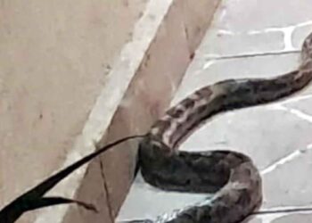 Serpiente de casi 2 metros ingresa al patio de una vivienda en Escobedo, NL