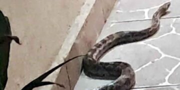 Serpiente de casi 2 metros ingresa al patio de una vivienda en Escobedo, NL