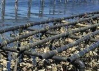 UTMar impulsa la primera granja académica de ostión en el litoral de Tamaulipas