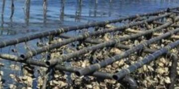 UTMar impulsa la primera granja académica de ostión en el litoral de Tamaulipas
