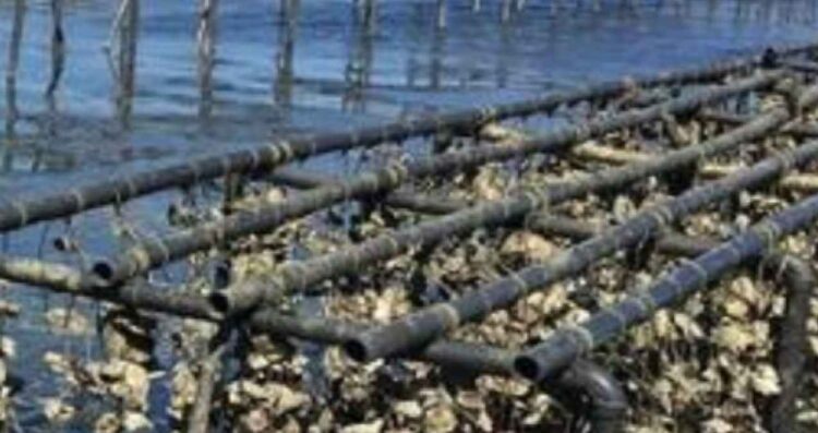 UTMar impulsa la primera granja académica de ostión en el litoral de Tamaulipas
