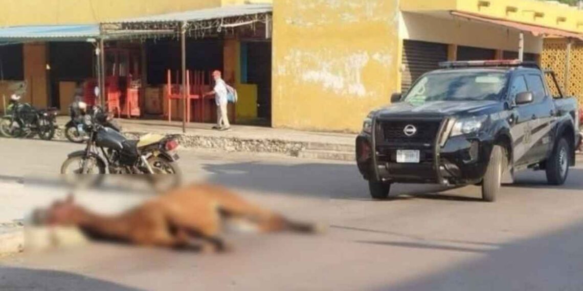 Yegua muere por presunto golpe de calor tras cabalgata en Yucatán