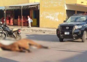 Yegua muere por presunto golpe de calor tras cabalgata en Yucatán