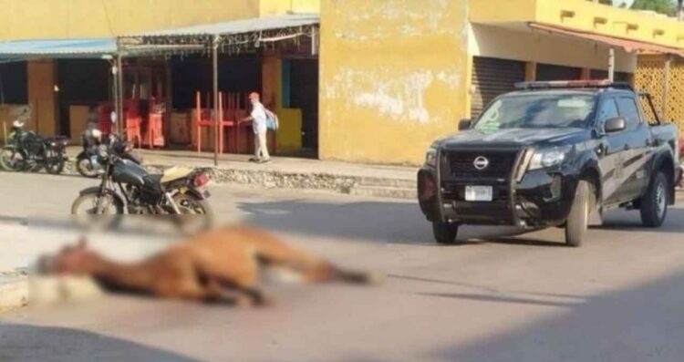 Yegua muere por presunto golpe de calor tras cabalgata en Yucatán