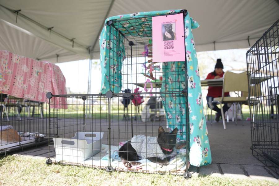 adopción canina y felina en nuevo laredo