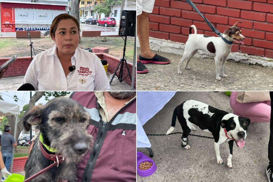 adopciones de perros y gatos en Tampico