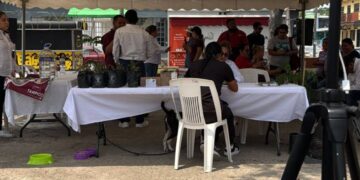 adopciones de perros y gatos en Tampico