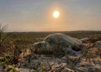 anidación tortuga lora Tamaulipas