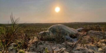 anidación tortuga lora Tamaulipas