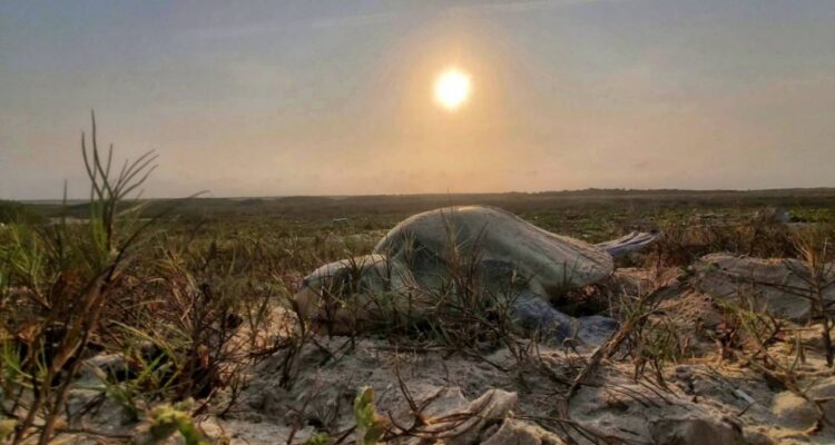 anidación tortuga lora Tamaulipas